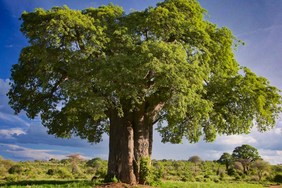 Tanzania, baobab