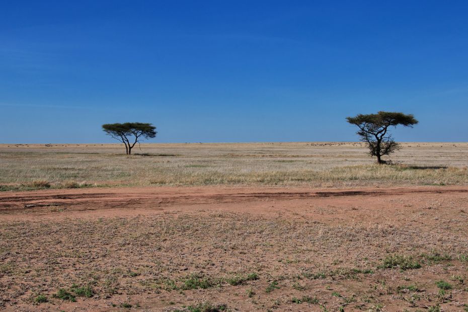 Kenia, sawanna